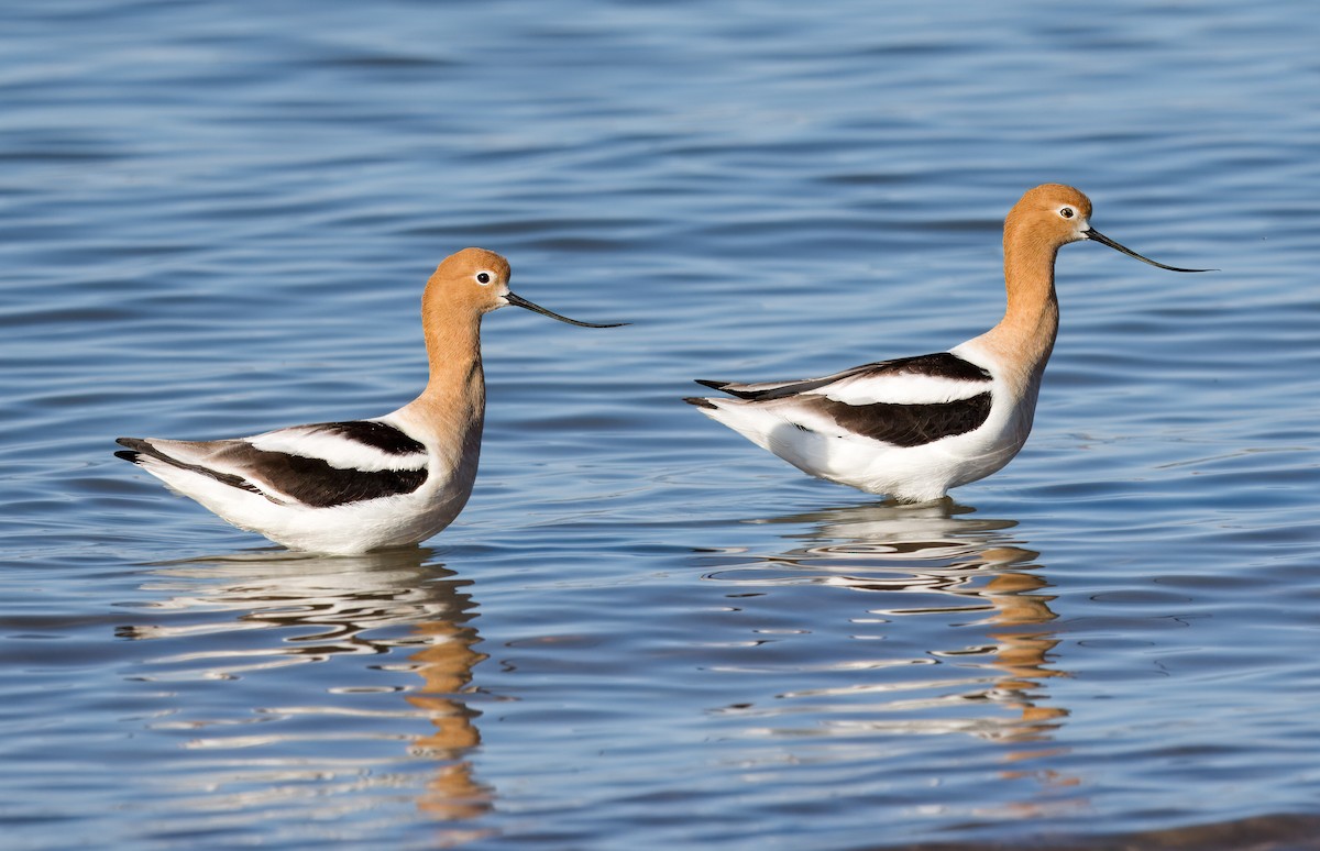 American Avocet - ML618376501