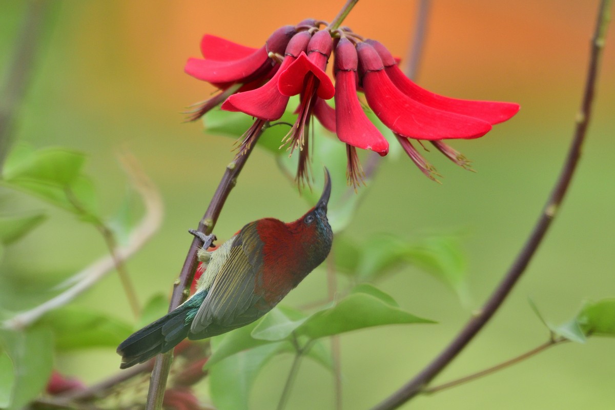 Crimson Sunbird - ML618376645