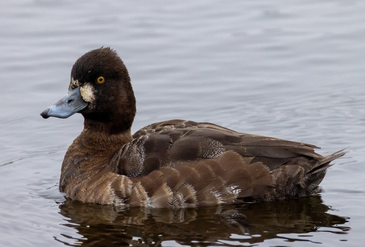 Lesser Scaup - ML618376659