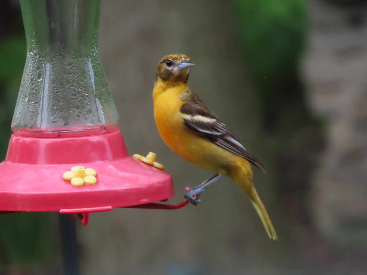 Baltimore Oriole - Roger Beuck