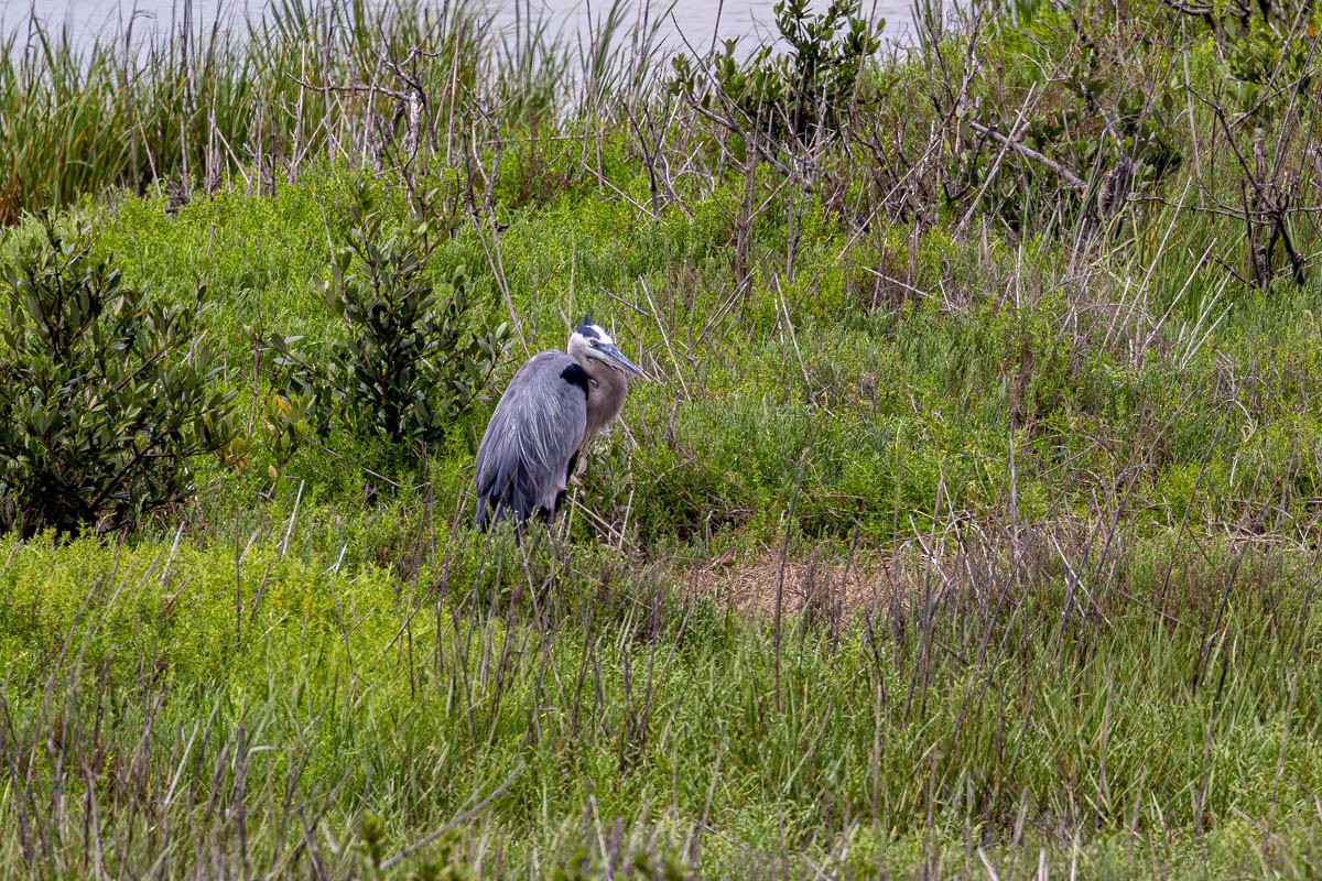 Great Blue Heron - Mark  Laussade