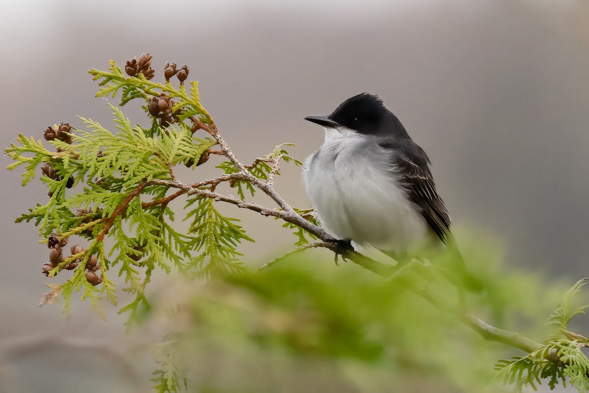 Eastern Kingbird - ML618376688