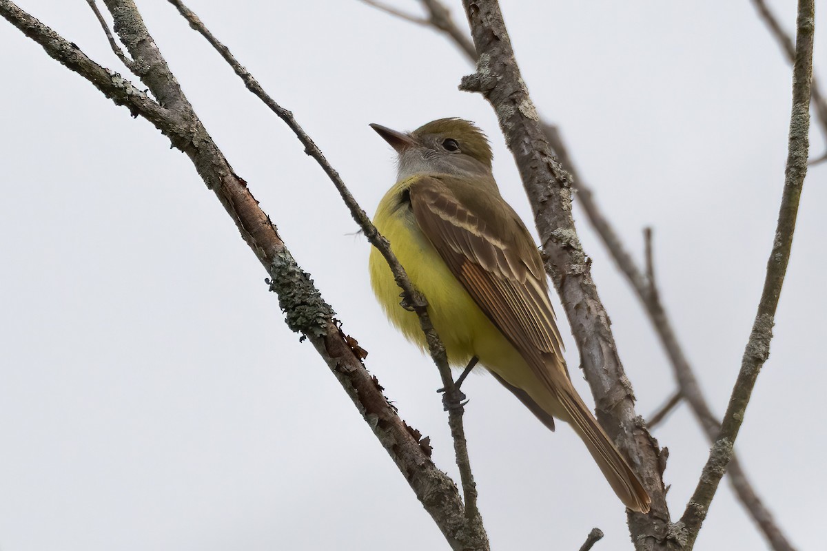 Great Crested Flycatcher - ML618376690