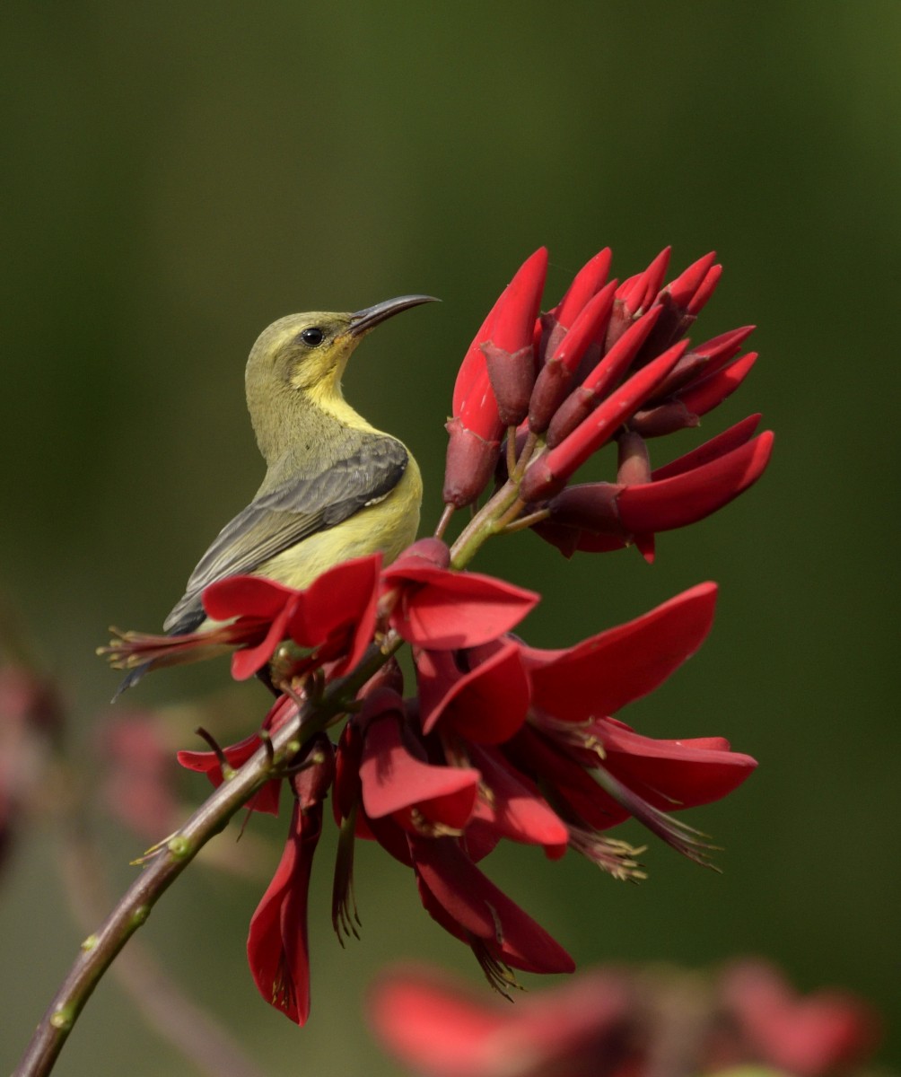 Purple Sunbird - Punit Mehta