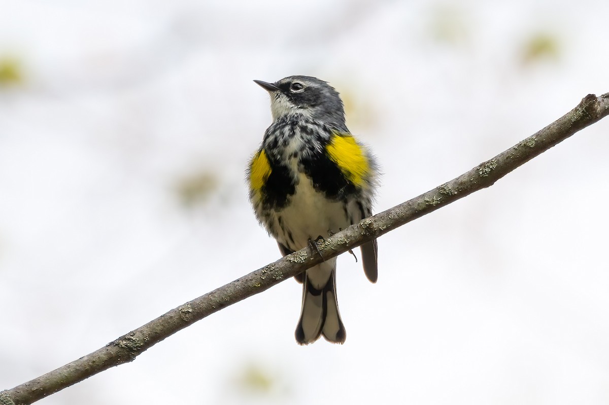 Yellow-rumped Warbler - ML618376725