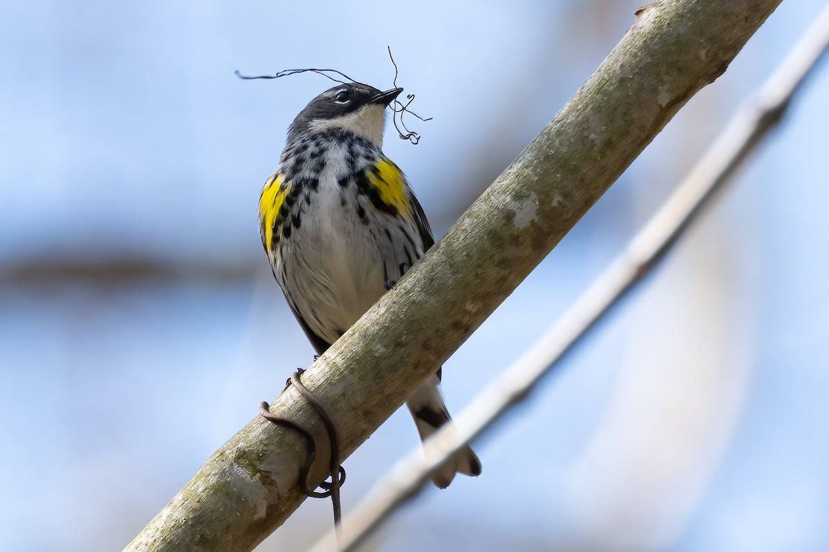 Yellow-rumped Warbler - ML618376729