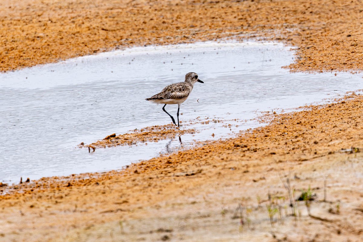 Black-bellied Plover - Mark  Laussade