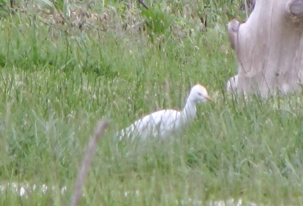 Western Cattle Egret - ML618376768