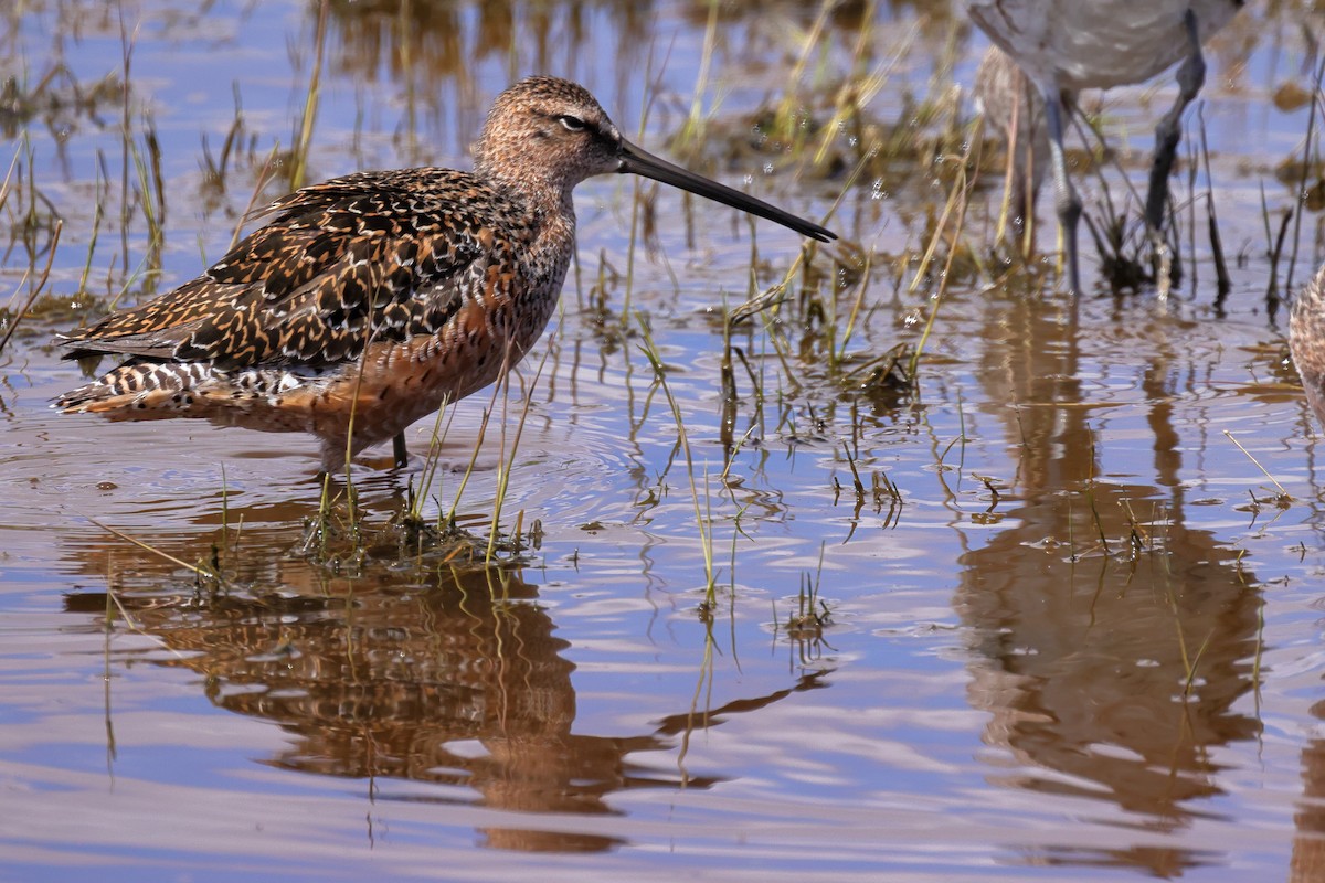 Long-billed Dowitcher - Tory Mathis