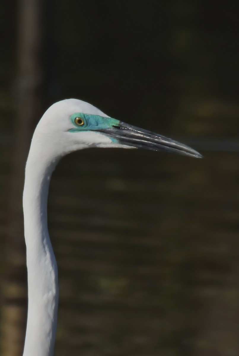 Great Egret - ML618376778