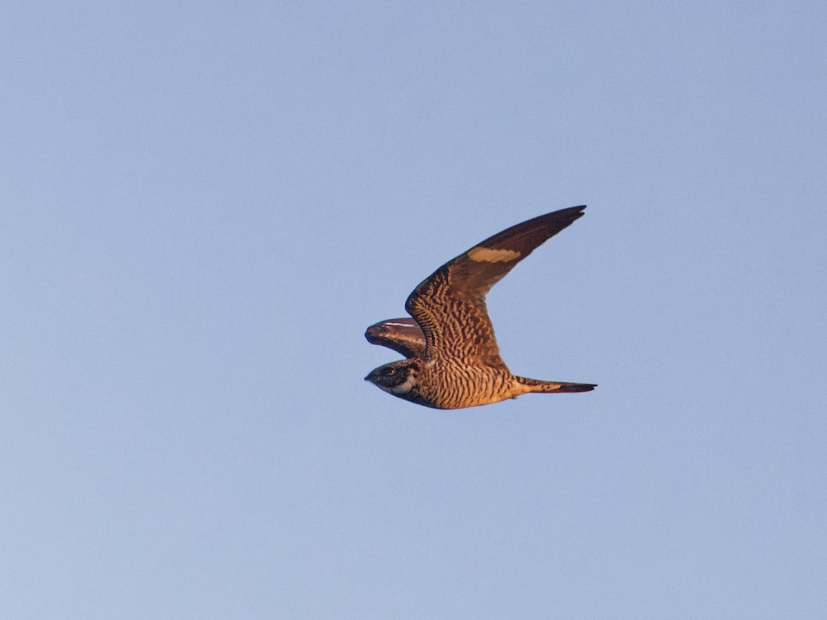 Common Nighthawk - ML618376825