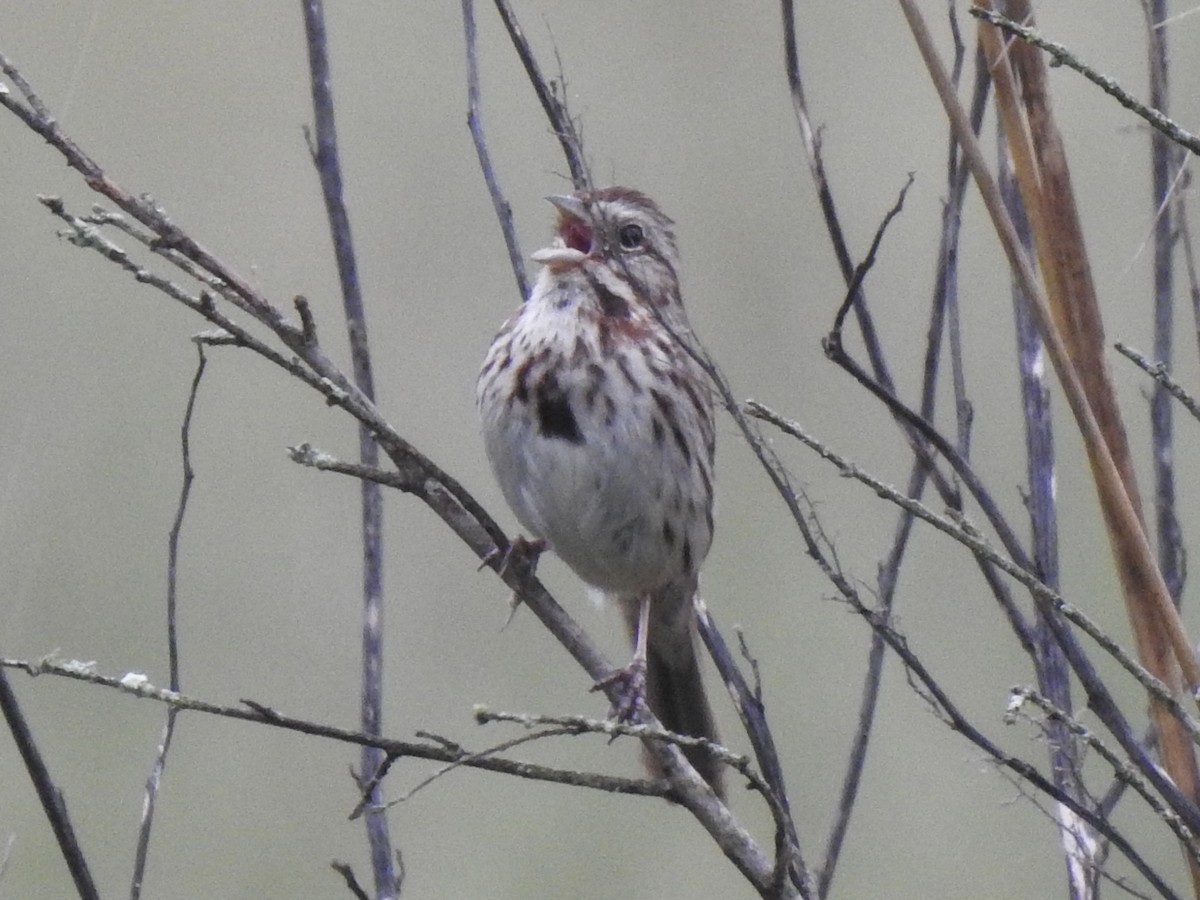 Song Sparrow - Terry Crowe