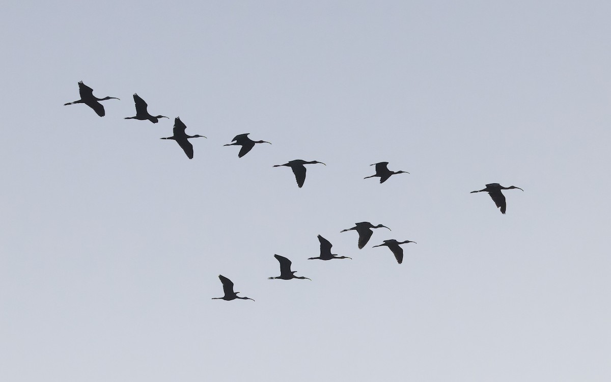 Glossy Ibis - ML618376852