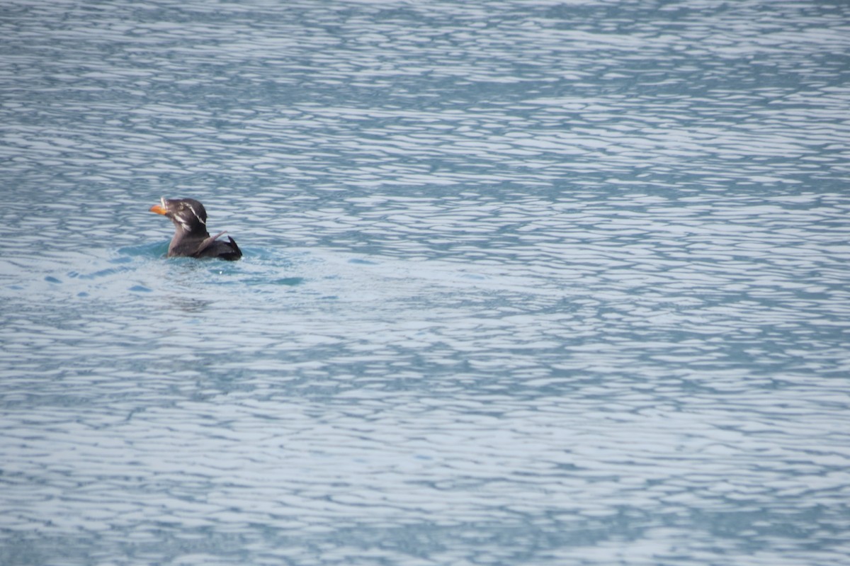 Rhinoceros Auklet - ML618376862