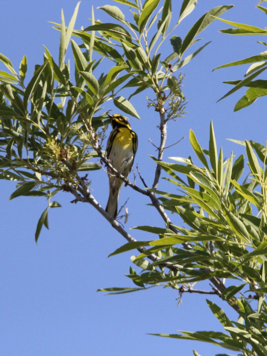 Townsend's Warbler - Victoria Marshall