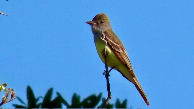 Great Crested Flycatcher - Bert Alm