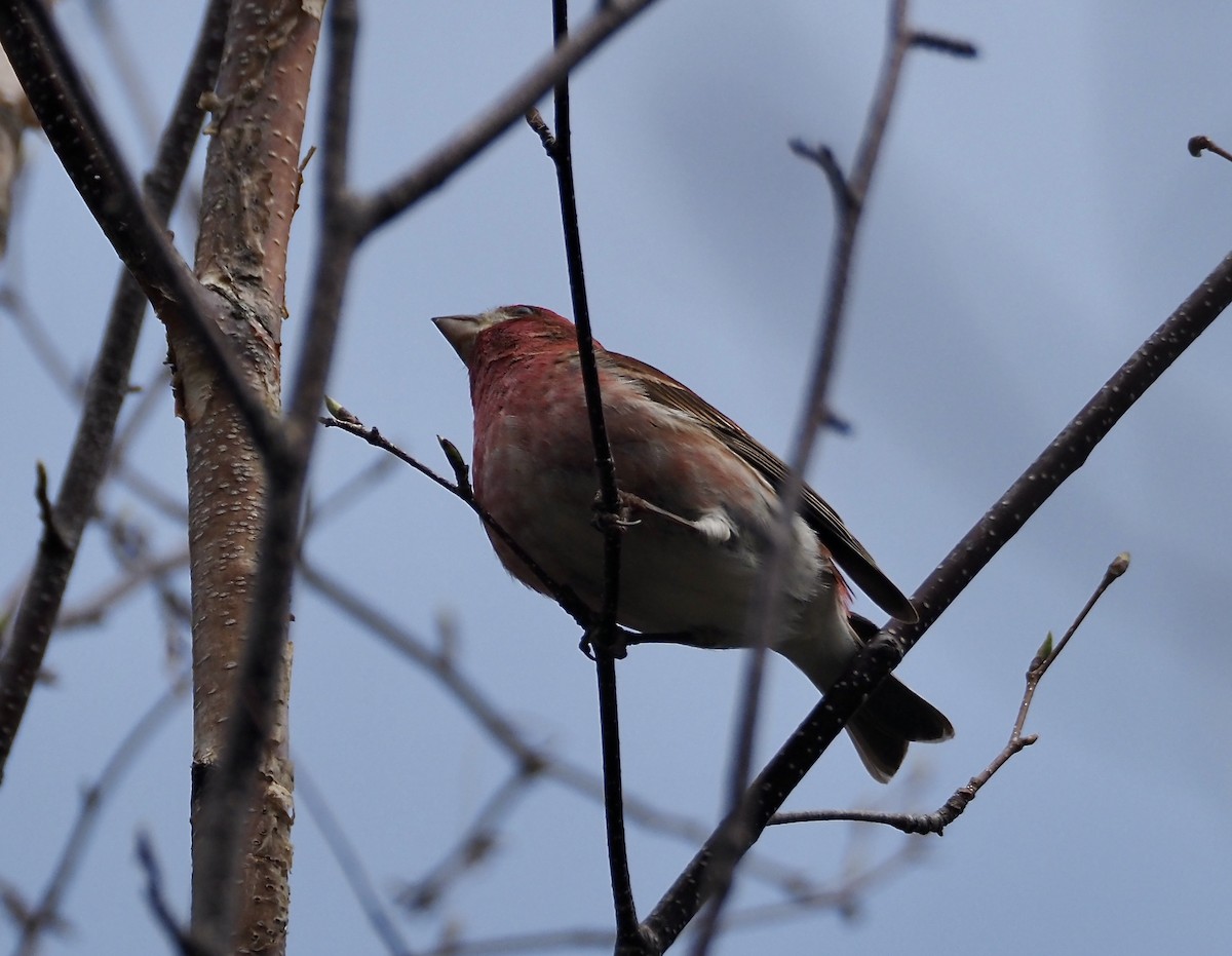 Purple Finch - Nancy Dowd