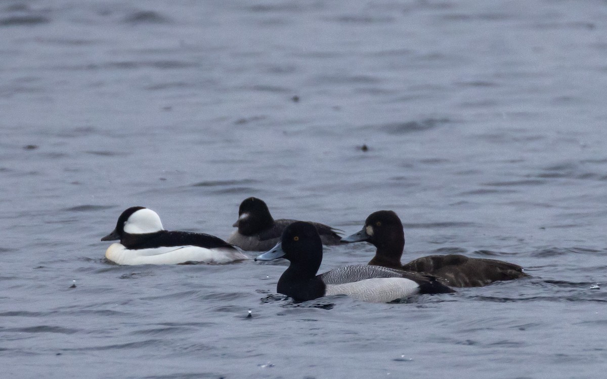 Lesser Scaup - ML618376953