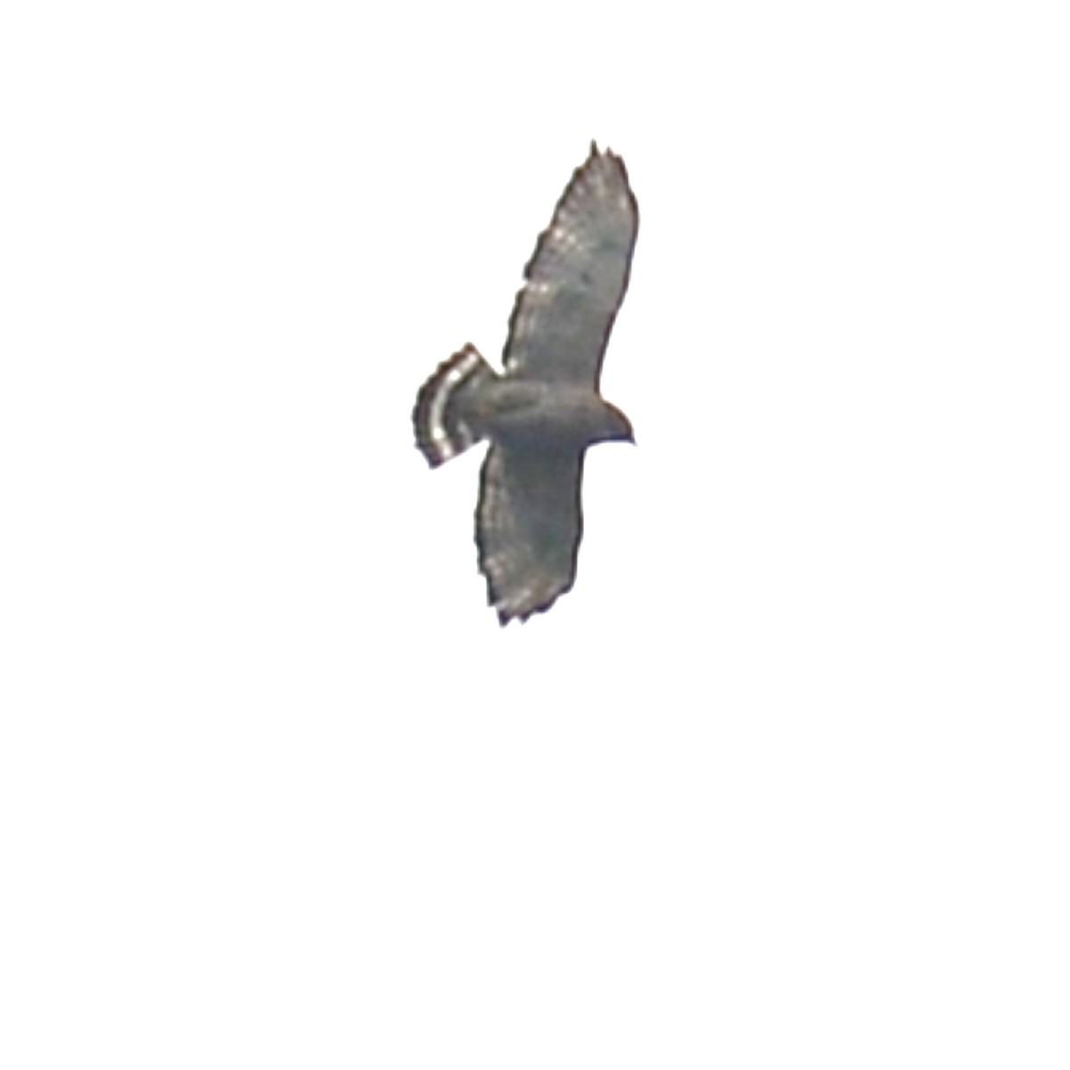 Broad-winged Hawk - ML618376966