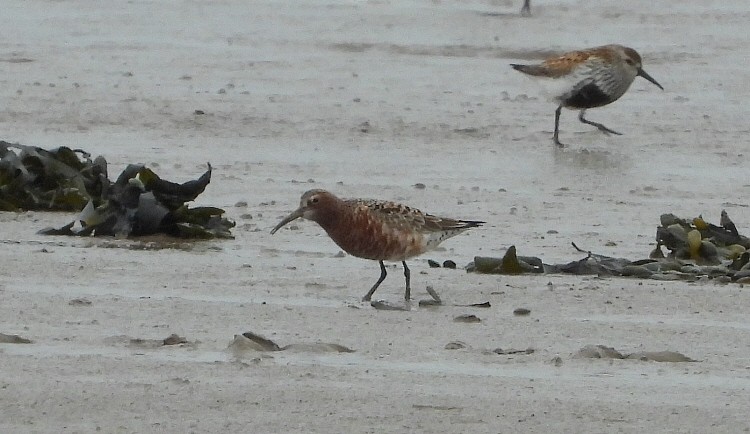 Curlew Sandpiper - ML618376973