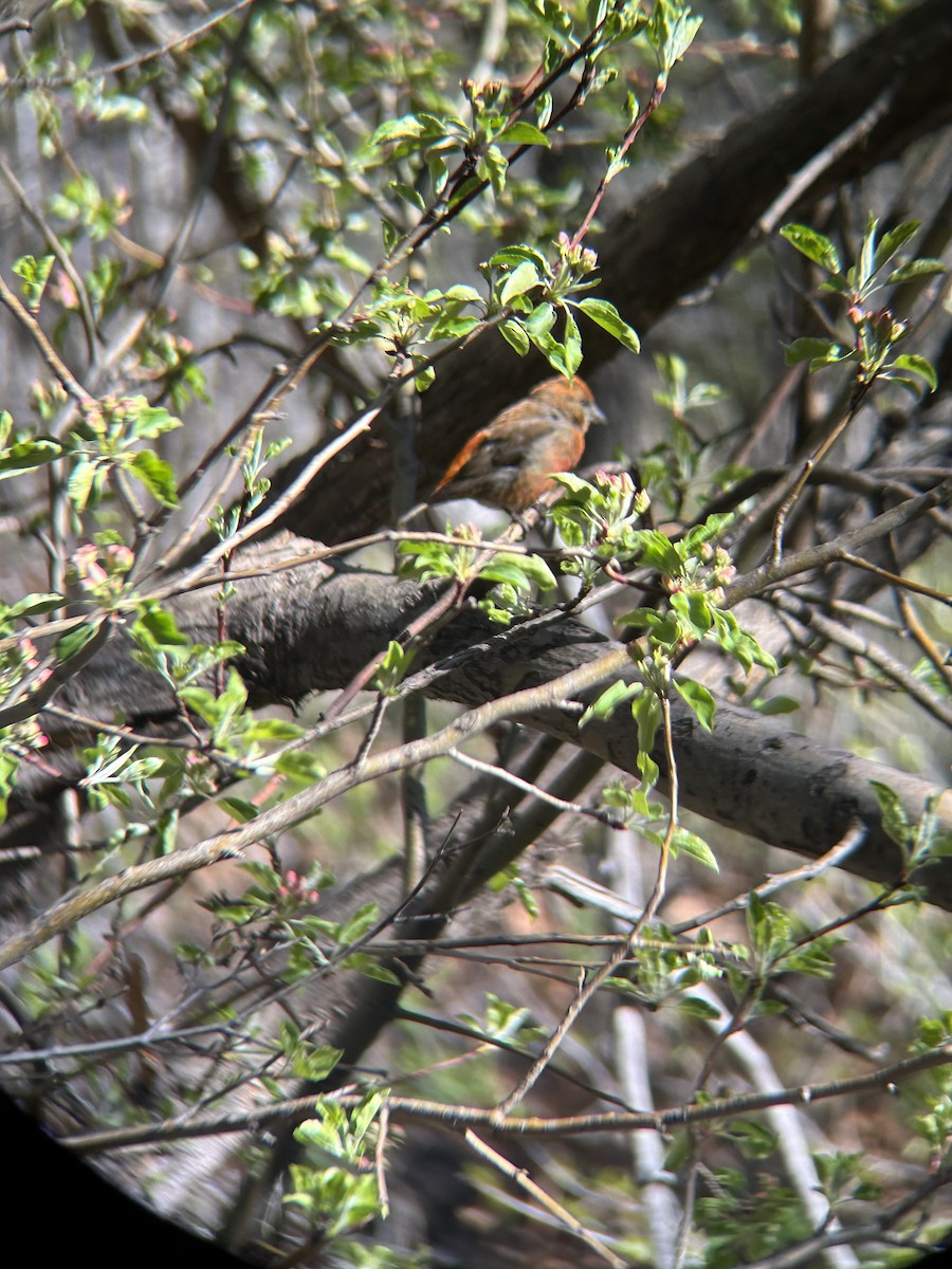 Red Crossbill - ML618376986