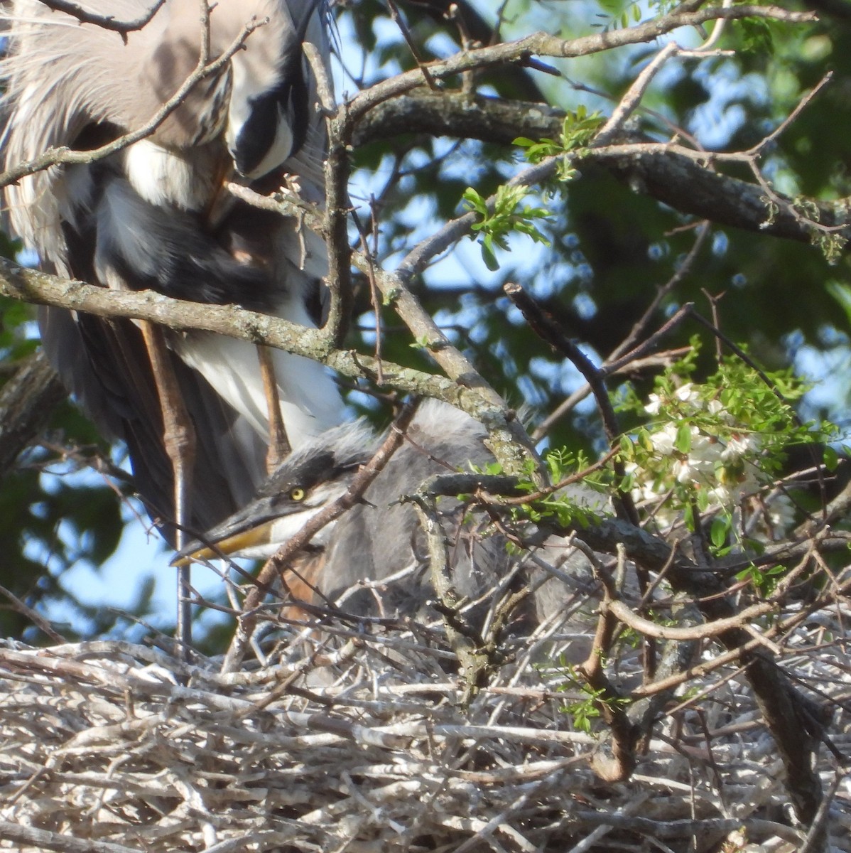 Great Blue Heron - ML618377004