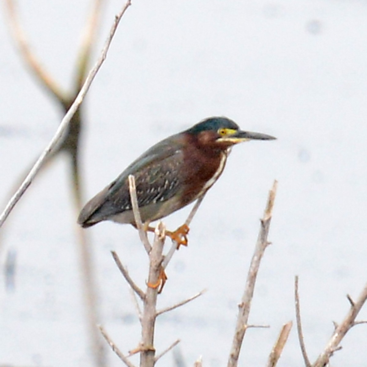 Green Heron - T Reed