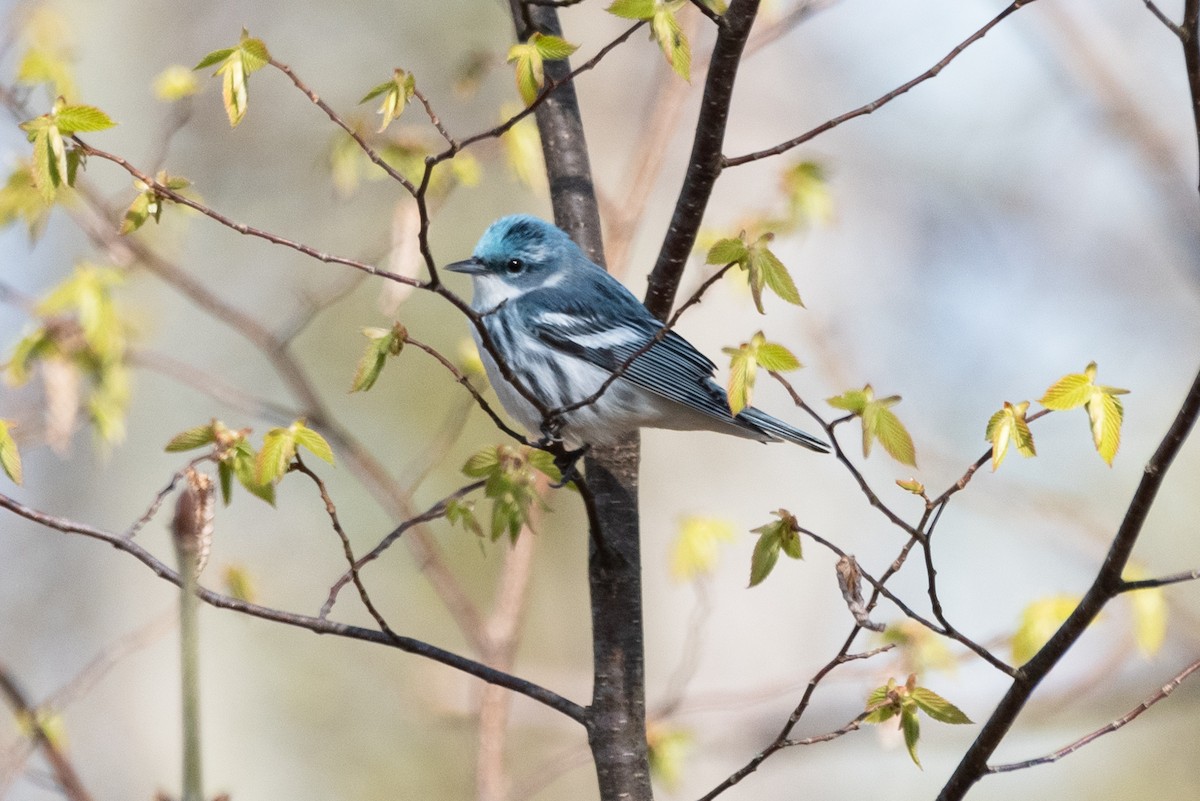 Cerulean Warbler - ML618377012