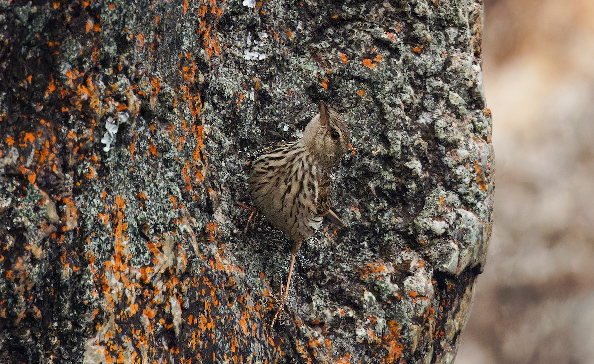 Striped Pipit - ML618377021