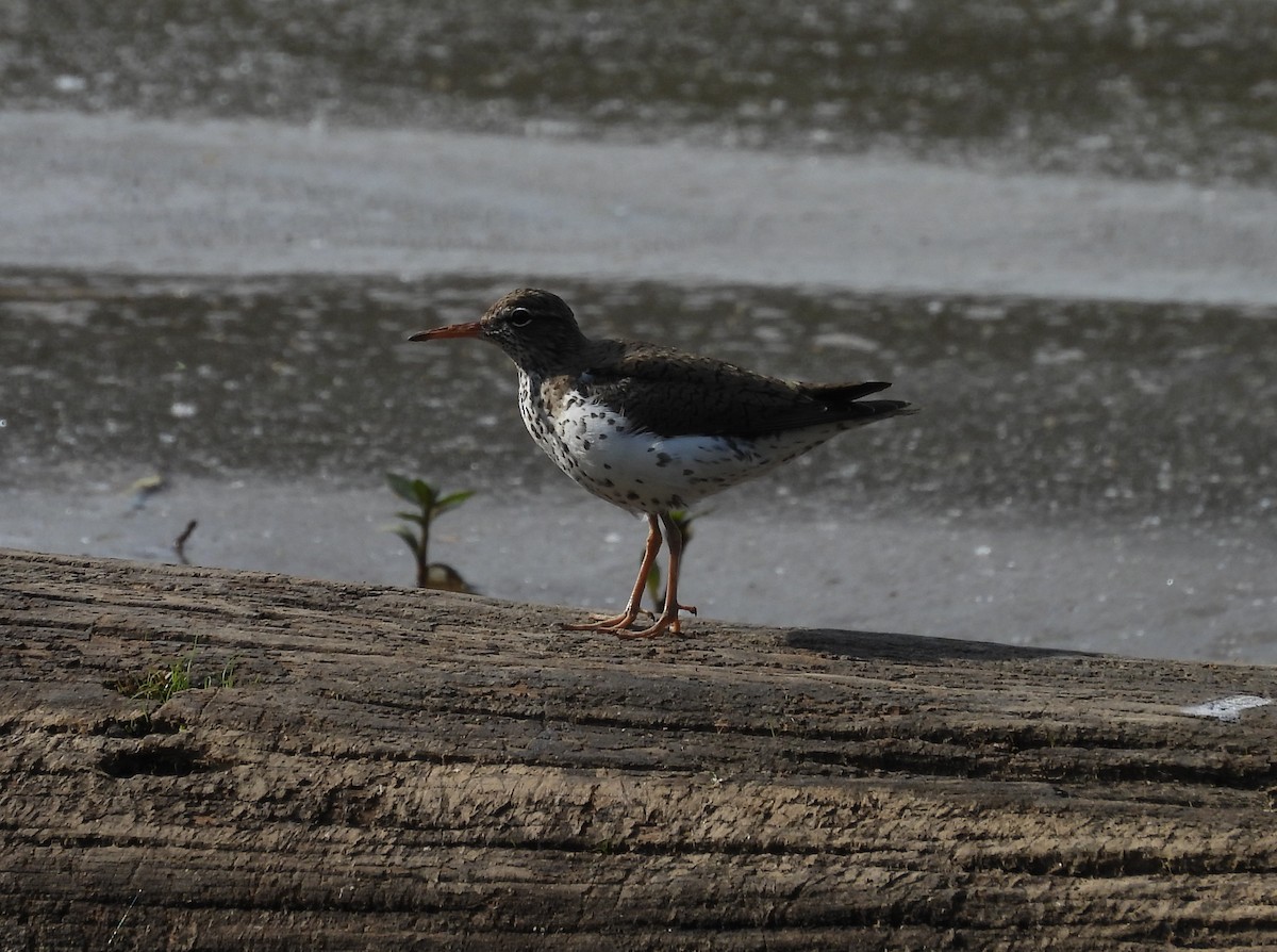 Spotted Sandpiper - ML618377043