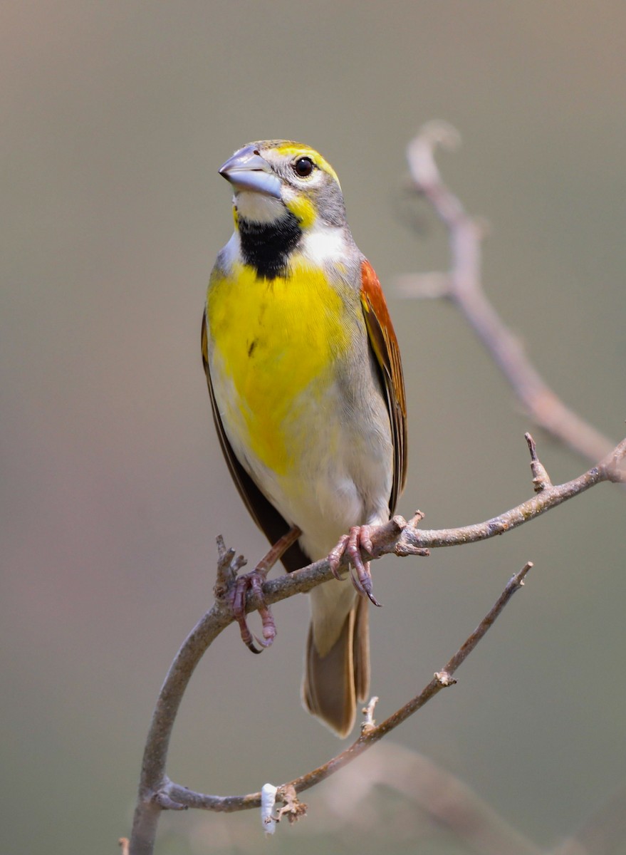 Dickcissel - Isaias Morataya