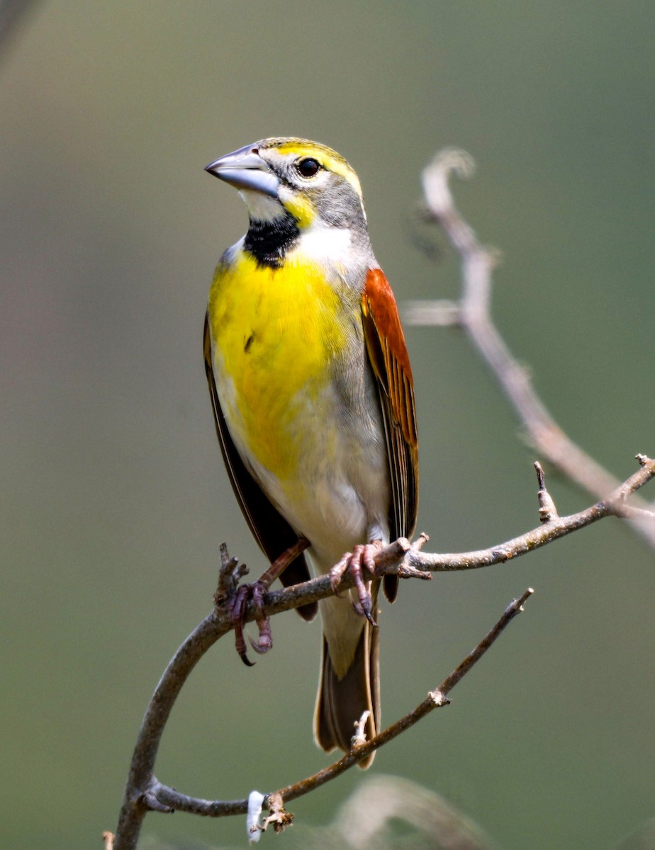 Dickcissel d'Amérique - ML618377050