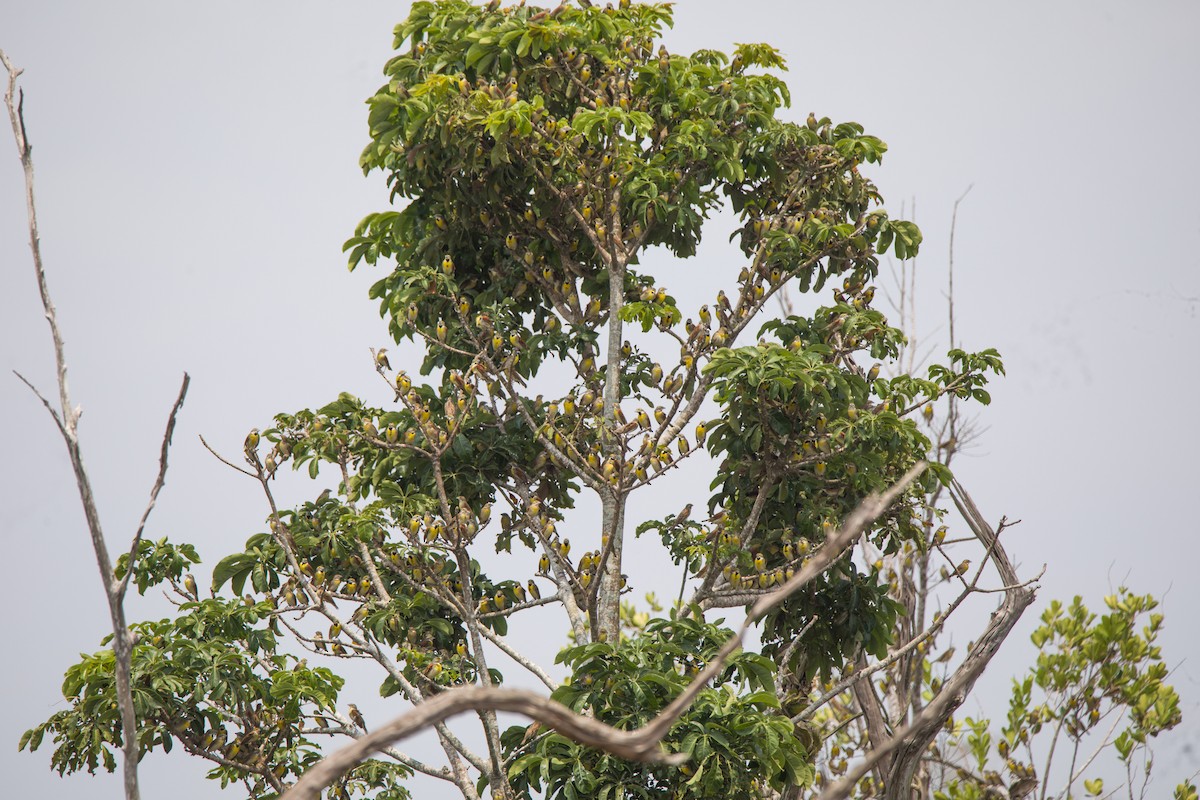 Dickcissel - ML618377052