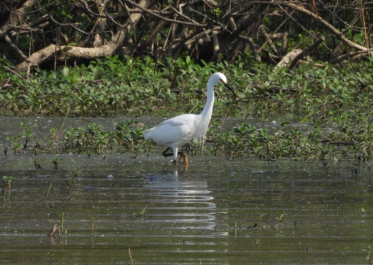 Snowy Egret - ML618377055