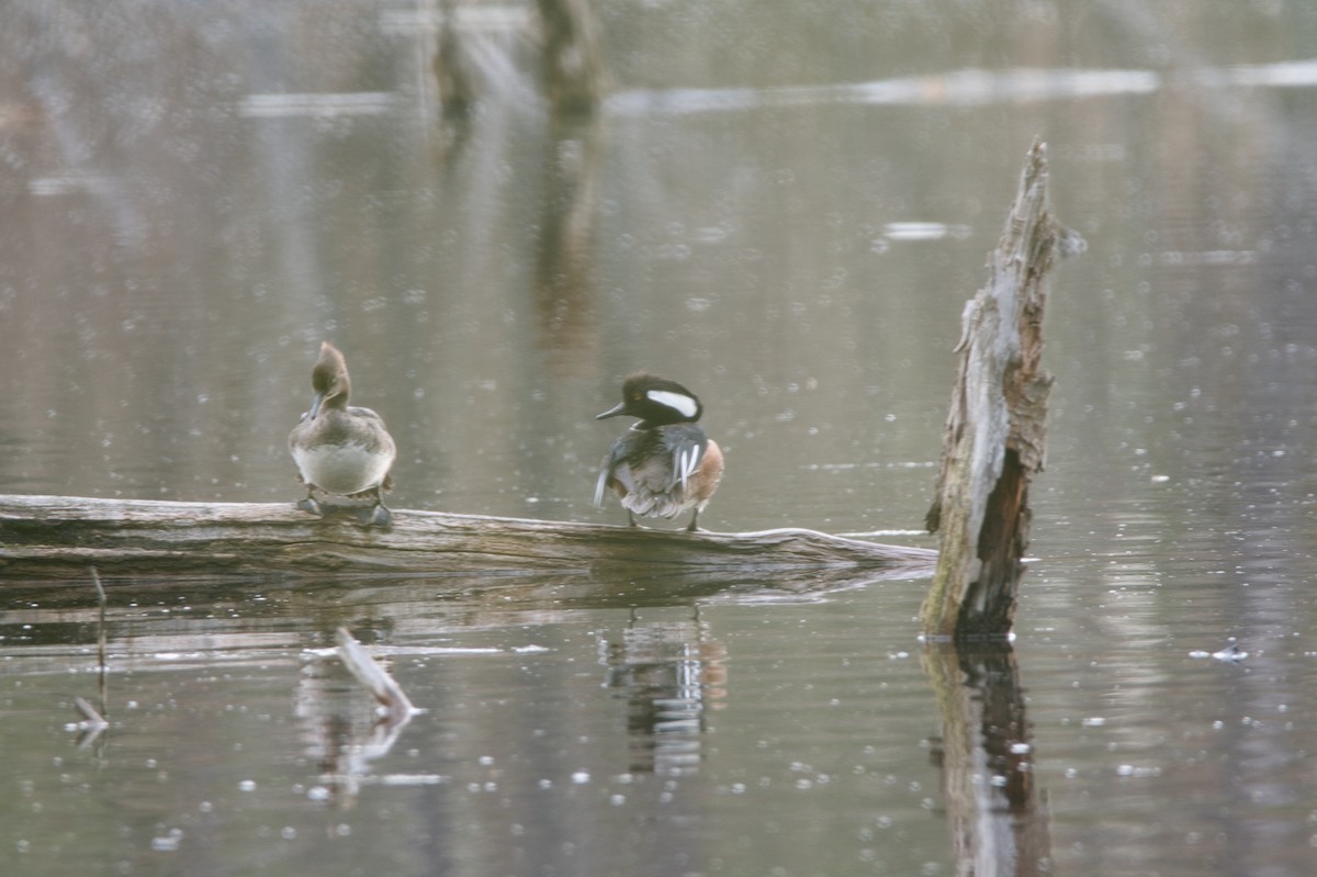 Hooded Merganser - Barry Cull