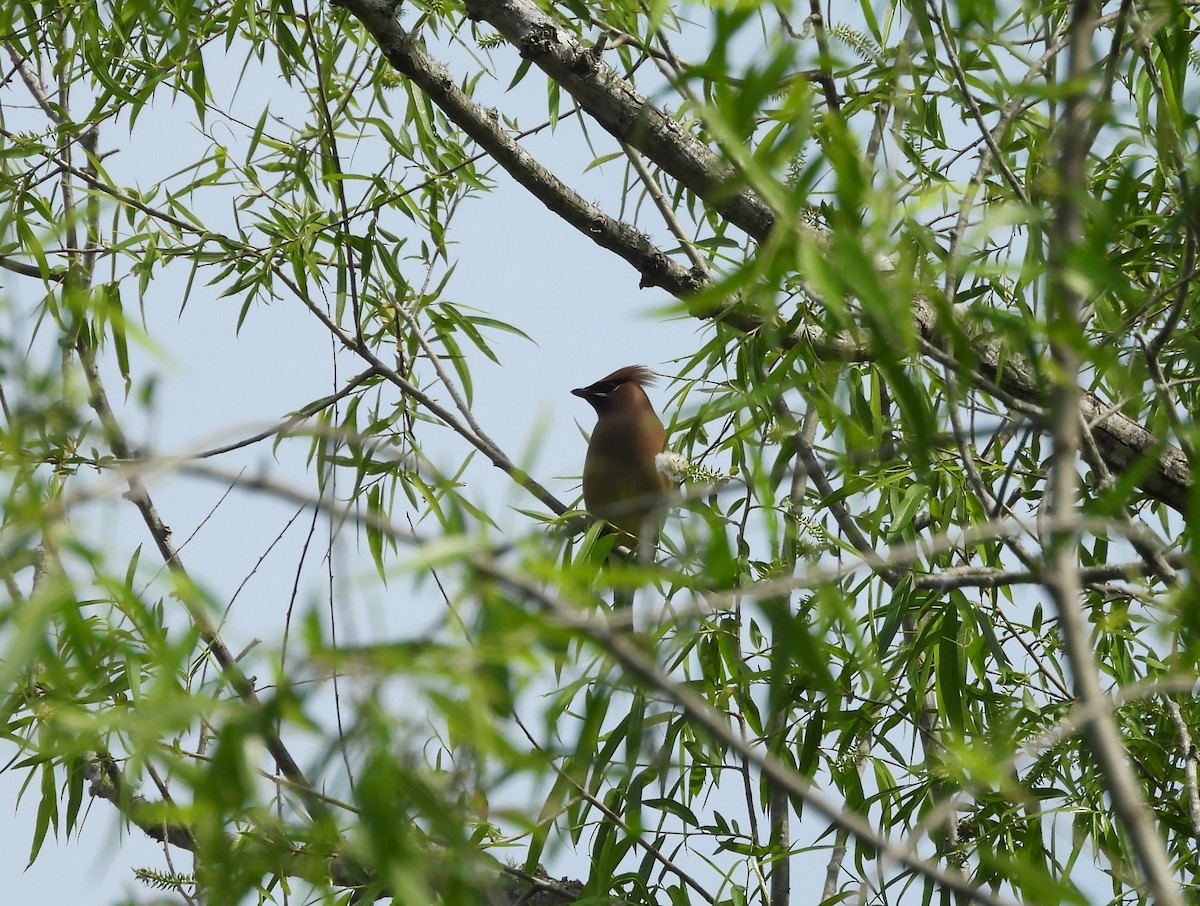 Cedar Waxwing - ML618377072