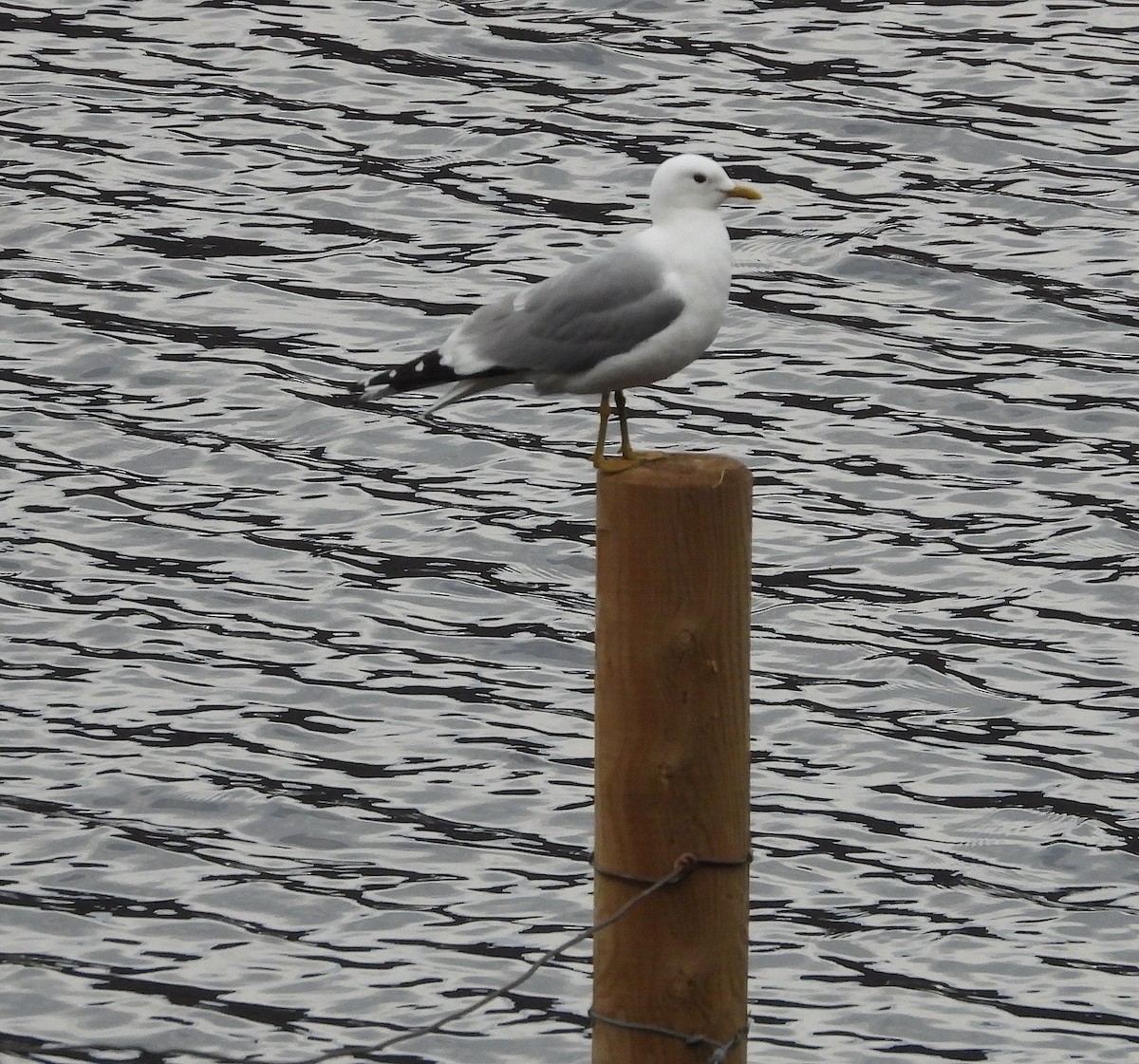 Common Gull - Bruce Hansen