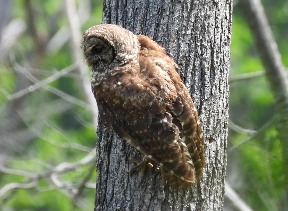 Barred Owl - ML618377080