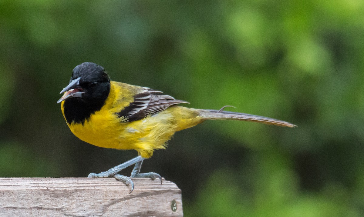 Audubon's Oriole - Robert Oberfelder