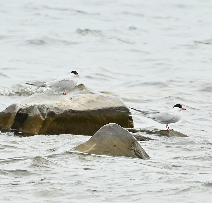 Common Tern - Regis Fortin