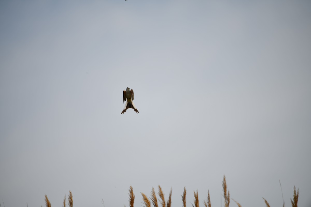 Scissor-tailed Flycatcher - Domenic Rocco