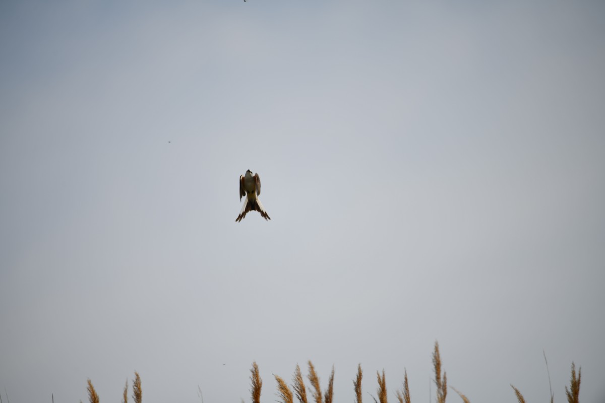 Scissor-tailed Flycatcher - ML618377095