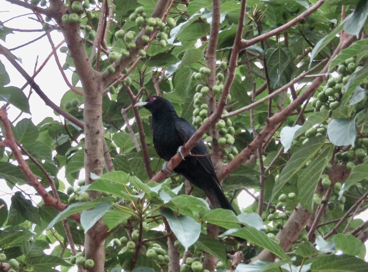 Asian Koel - ML618377128