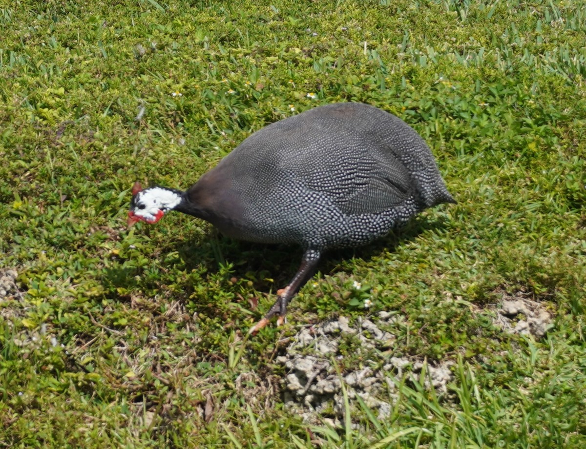 Helmeted Guineafowl - ML618377130