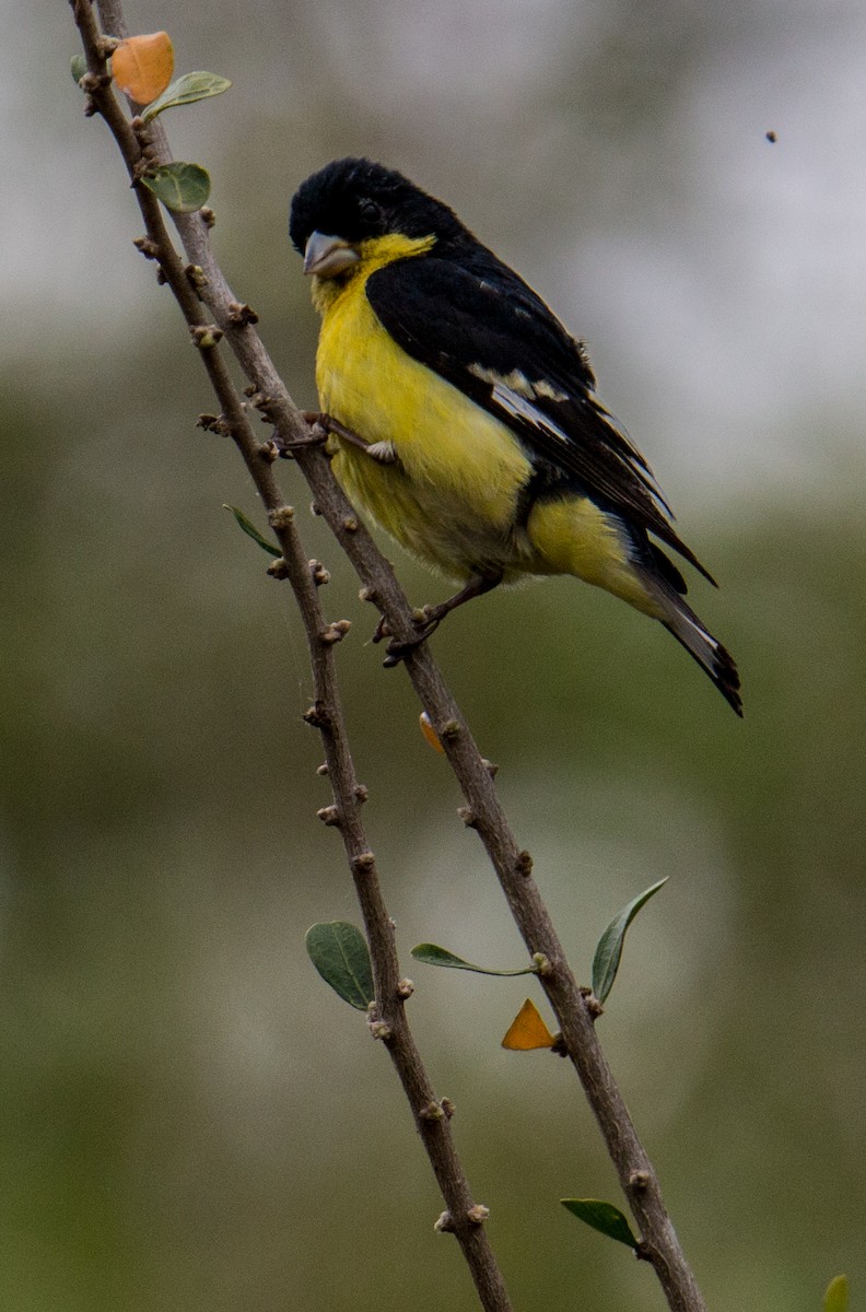 Lesser Goldfinch - Robert Oberfelder