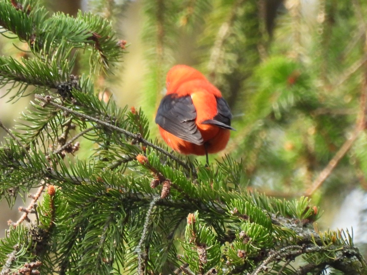 Scarlet Tanager - ML618377148
