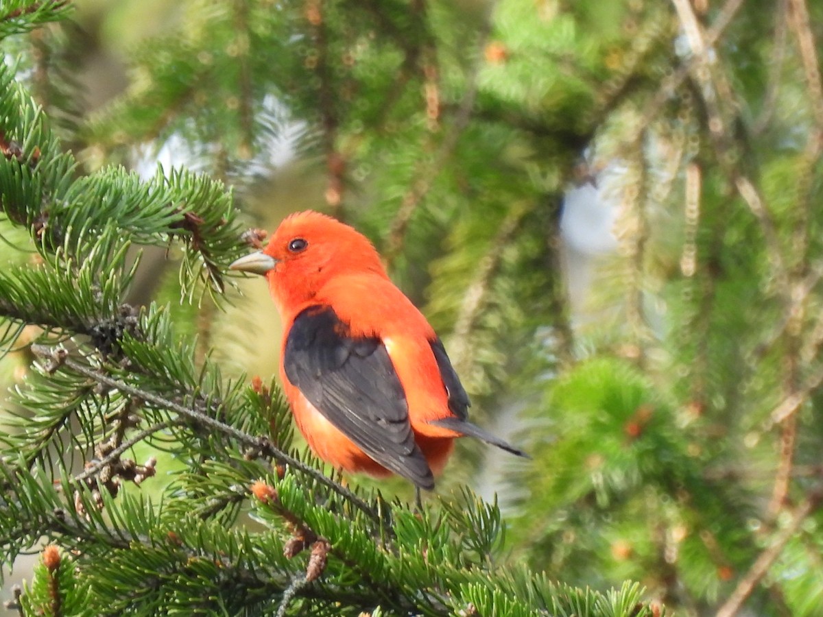 Scarlet Tanager - ML618377149