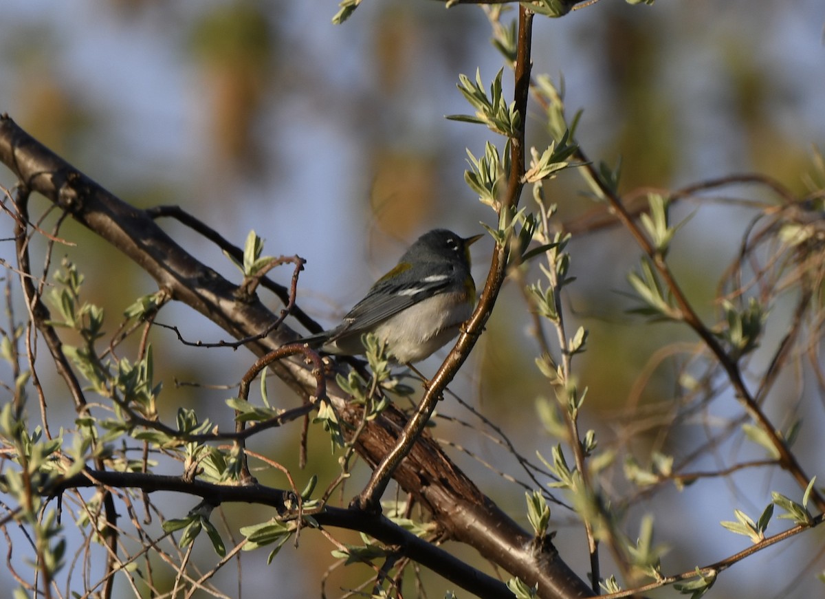 Northern Parula - Sherri & Camera Guy