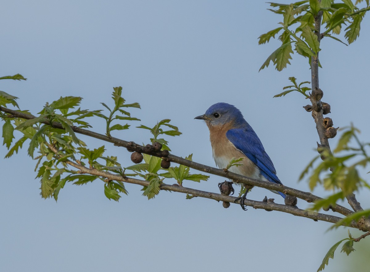 Eastern Bluebird - Liz Pettit