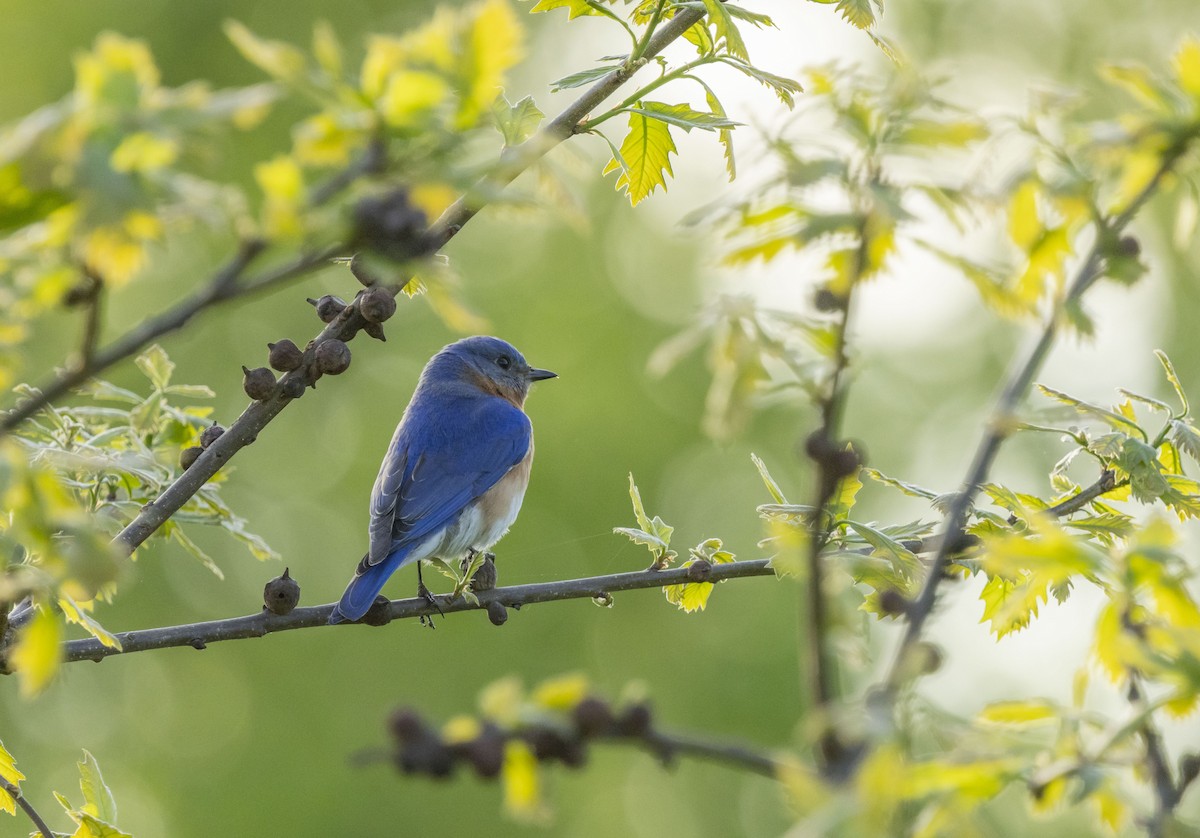 Eastern Bluebird - Liz Pettit